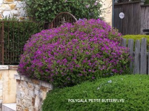 Polygala fruticosa 'Petite Butterflies' 1